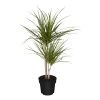 Dracaena Marginata, 1 Pflanze -Heimische Küche Geschäft 2484706000 prod 001